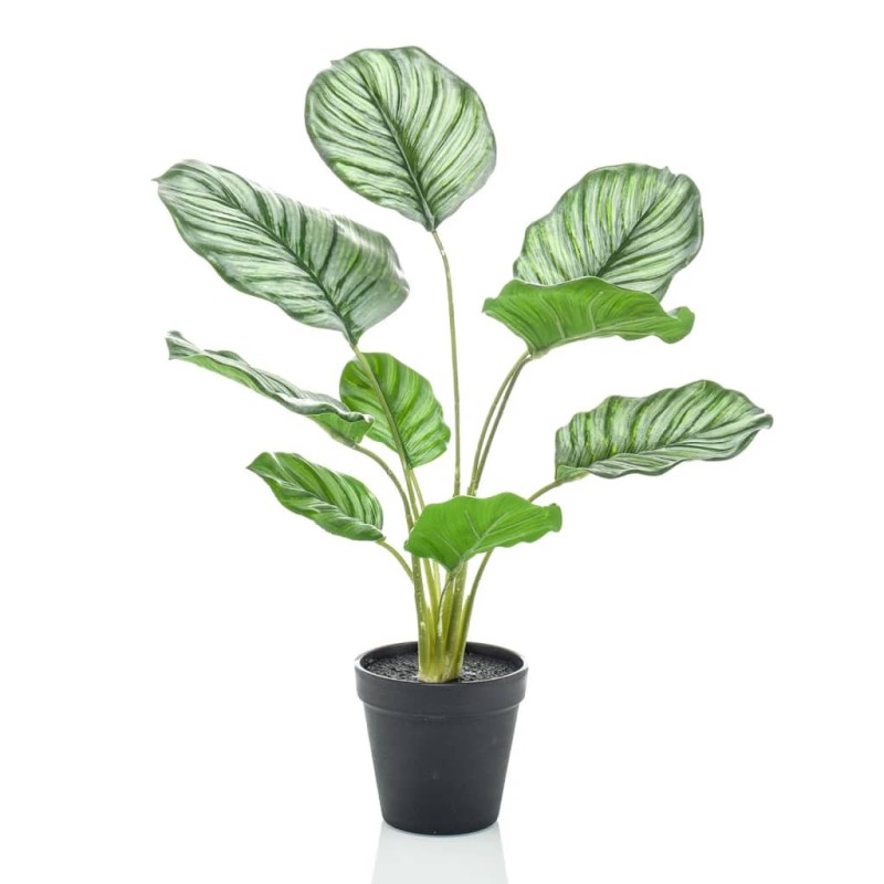 Emerald Calathea Orbifolia Artificiale 45 cm in Vaso Emerald Calathea Orbifolia Artificiale 45 cm in Vaso