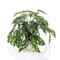 Emerald Cespuglio Artificiale di Monstera Adansonii 55 cm in Vaso Emerald Cespuglio Artificiale di Monstera Adansonii 55 cm in Vaso