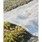 Nature Copertura per Piante 3x4 m 100µ Trasparente Nature Copertura per Piante 3x4 m 100µ Trasparente