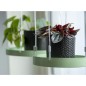 Esschert Design Vassoio Sospeso per Piante Rotondo Verde S Esschert Design Vassoio Sospeso per Piante Rotondo Verde S