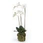 Emerald Orchidea Phalaenopsis Artificiale 70 cm Bianca Emerald Orchidea Phalaenopsis Artificiale 70 cm Bianca
