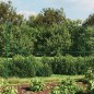 vidaXL Recinzione a Rete con Flangia Verde 1,6x10 m vidaXL Recinzione a Rete con Flangia Verde 1,6x10 m