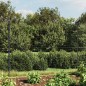 vidaXL Recinzione Metallica con Picchetti Ancoraggio Antracite 2x25 m vidaXL Recinzione Metallica con Picchetti Ancoraggio Antracite 2x25 m